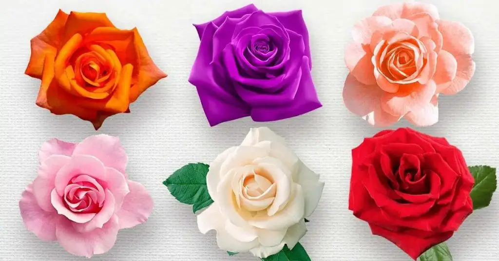 ¿Recibiste flores? Lo que significa cada color es inesperado. – trucos ...